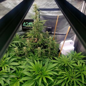 Cultiuana CT-720 Grow Journals