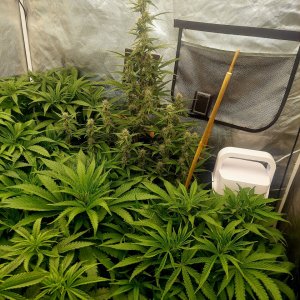 Cultiuana CT-720 Grow Journals