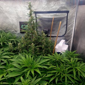 Cultiuana CT-720 Grow Journals