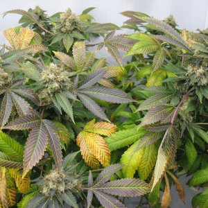 pineapple chunk IMG_3912.JPG