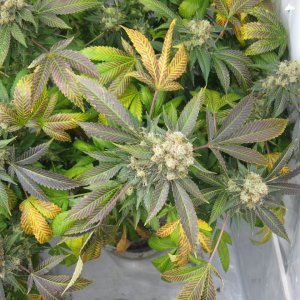 pineapple chunk IMG_3914.JPG