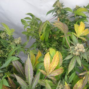 pineapple chunk IMG_3916.JPG