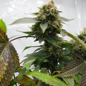 pineapple chunk IMG_3920.JPG