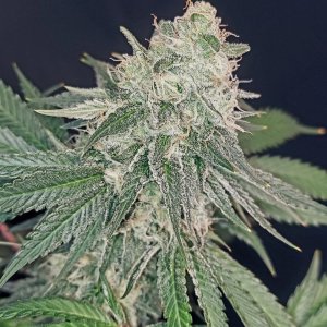 Super Silver Crack-Grow Journal