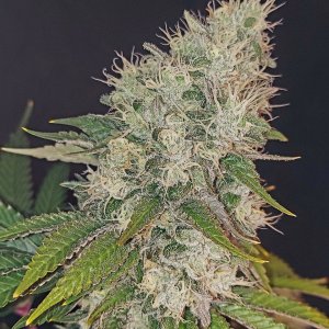 Super Silver Crack-Grow Journal