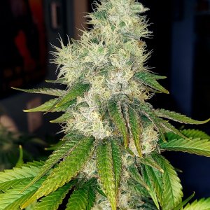 Super Silver Crack-Grow Journal