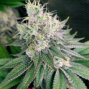 Super Silver Crack-Grow Journal