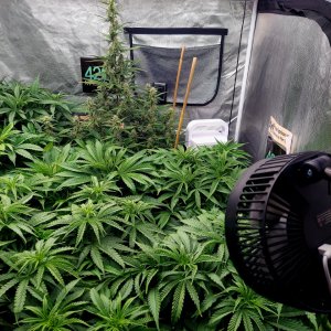 Cultiuana CT-720 Winter Grow 22-23