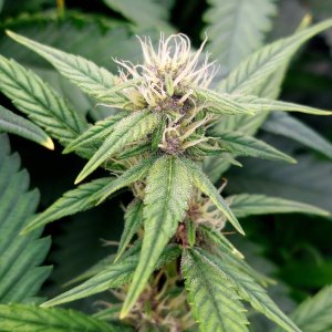 Blueberry Autoflower-Grow Journal