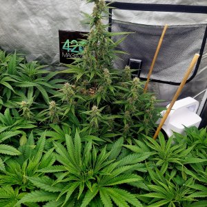 Big Bull Photoperiods-Blueberry Autoflower