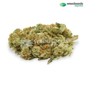 gold-leaf-autoflowering-bud.jpg