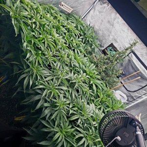 Cultiuana CT-720 Winter Grow 22-23