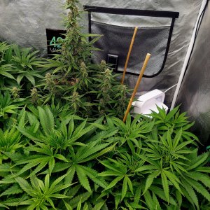 Big Bull-Blueberry Autoflower Grow Journal