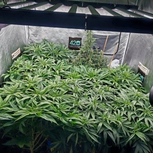 Cultiuana CT-720 Winter Grow 22-23