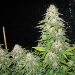 Vanilla Kush Barneys Farm IMG_3509.JPG