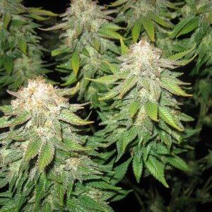 Vanilla Kush Barneys Farm IMG_3514.JPG