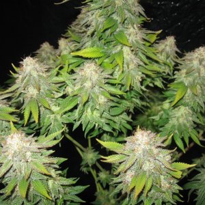 Vanilla Kush Barneys Farm IMG_3515.JPG