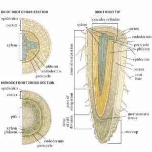 Root Tip Cross Section
