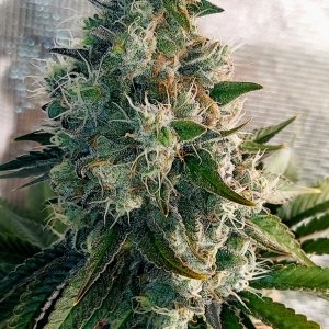 Super Silver Crack-Grow Journal