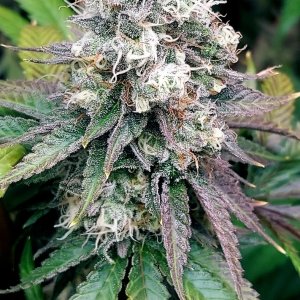 Super Silver Crack-Grow Journal