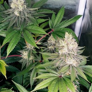 Super Silver Crack-Grow Journal