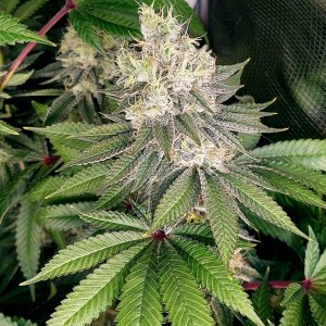 Super Silver Crack-Grow Journal