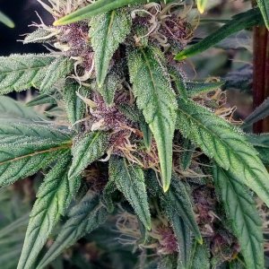 Blueberry Autoflower-Grow Journal