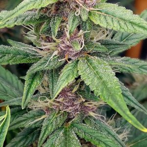 Blueberry Autoflower-Grow Journal