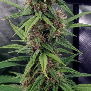 Blueberry Autoflower-Grow Journal