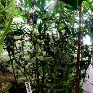 Blueberry Autoflower-Grow Journal