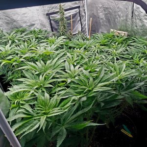 Cultiuana CT-720 Winter Grow 22-23