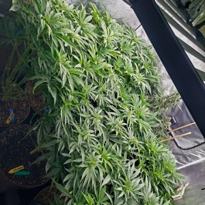 Cultiuana CT-720 Winter Grow 22-23