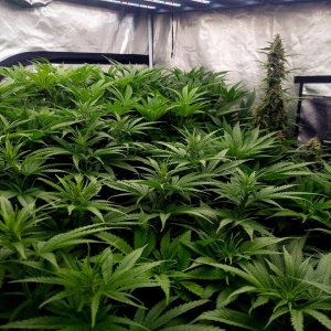 Cultiuana CT-720 Winter Grow 22-23