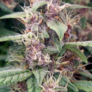 Blueberry Autoflower-Grow Journal