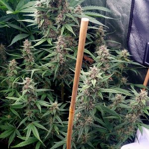 Blueberry Autoflower-Grow Journal