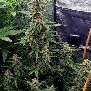 Blueberry Autoflower-Grow Journal