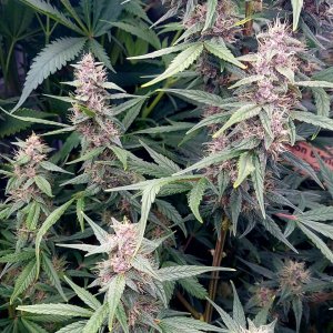 Blueberry Autoflower-Grow Journal