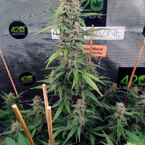 Blueberry Autoflower-Grow Journal