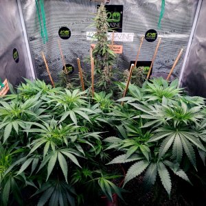 Big Bull-Blueberry Autoflower Grow Journal