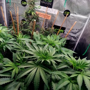 Big Bull-Blueberry Autoflower Grow Journal