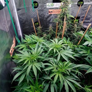 Big Bull-Blueberry Autoflower Grow Journal