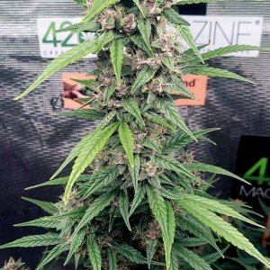 Blueberry Autoflower-Grow Journal