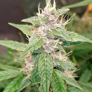 Blueberry Autoflower-Grow Journal