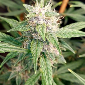 Blueberry Autoflower-Grow Journal