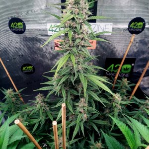 Blueberry Autoflower-Grow Journal