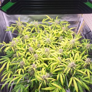 Vivosun aerolight autoflower flowering 32x32.jpg