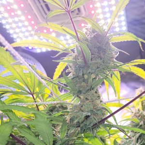 Vivosun aerolight autoflower bud flowering fattening.jpg