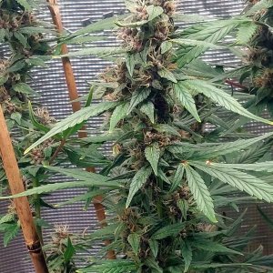 Blueberry Autoflower-Grow Journal