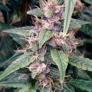 Blueberry Autoflower-Grow Journal