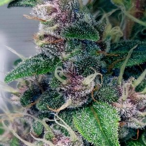 Blueberry Autoflower-Grow Journal